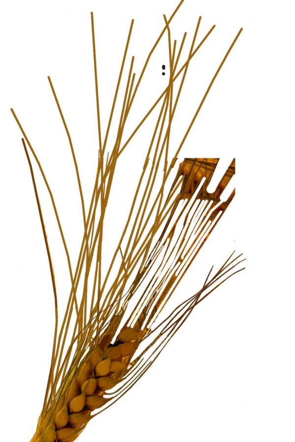 Creation of Lucky Wheat Bridal Bouquet: Step 4